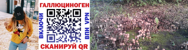 где можно купить наркотик Мещовск Галлюциногенные грибы Psilocybine cubensis